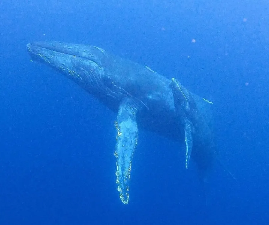 親子クジラと感動のSWIM．．．！in徳之島ツアー